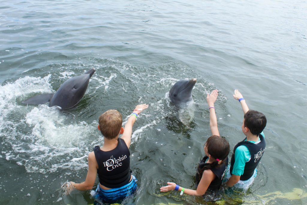 Dolphins Cove Ocho Rios